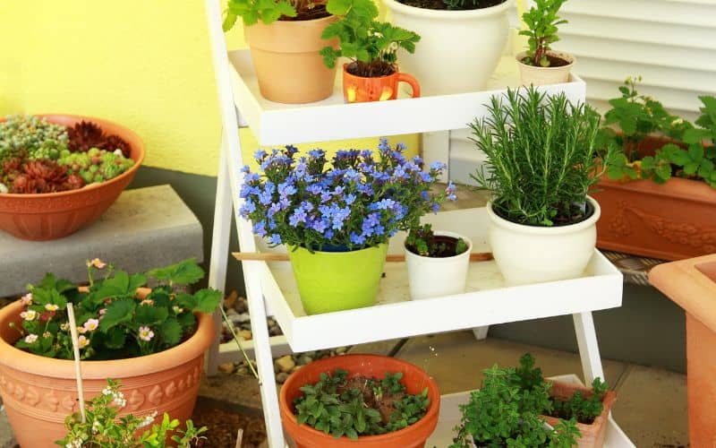 Photo showing several small potted plants