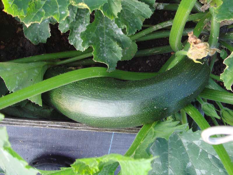 courgette in the veggie patch