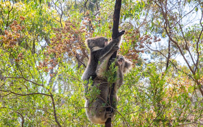 Koalas in a tree at Belair National Park