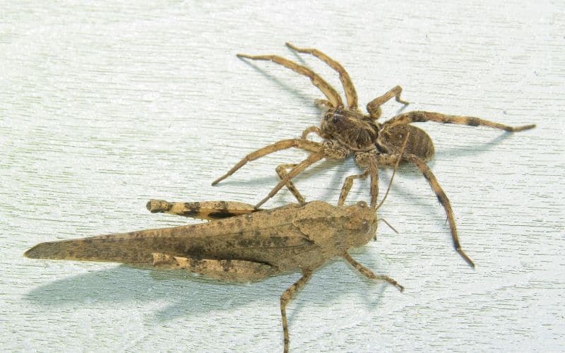 Photo of a grasshopper and a spider