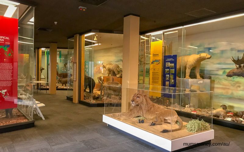 Museum display showing animals in glass cases