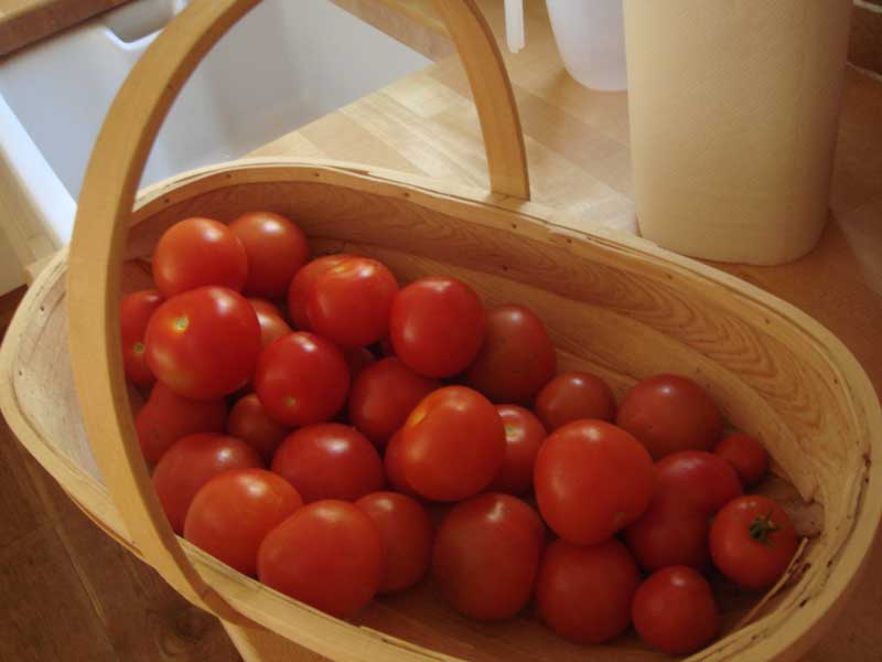 Basket of tomatoes