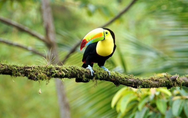 toucan costa rica